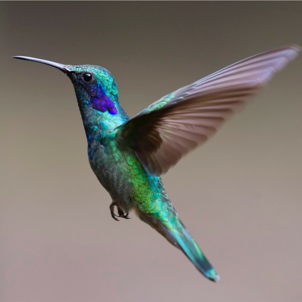 Hummingbirds are one of the Best Pollinators you should attract to your garden right now, by Spoken Garden