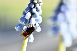  A mason bee rests on a grape hyacinth. Have you ever considered renting mason bees? 