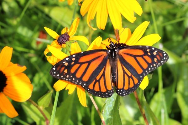Butterfly Garden Flowers: Black-Eyed Susans - DIY Garden Minute Ep. 88 ...