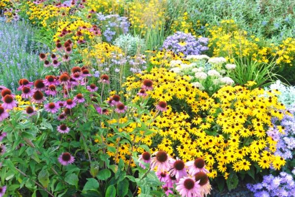 Top 10 Summer Blooming Perennials For Long Lasting Garden Color Spoken Garden,Most Expensive Real Estate In The World Sandbanks
