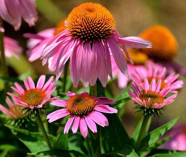 Care of coneflower plants