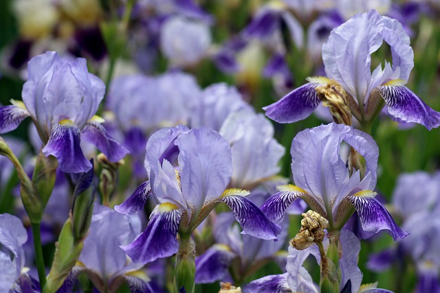 Planting Iris Bulbs – DIY Garden Minute Ep. 107 | Spoken Garden