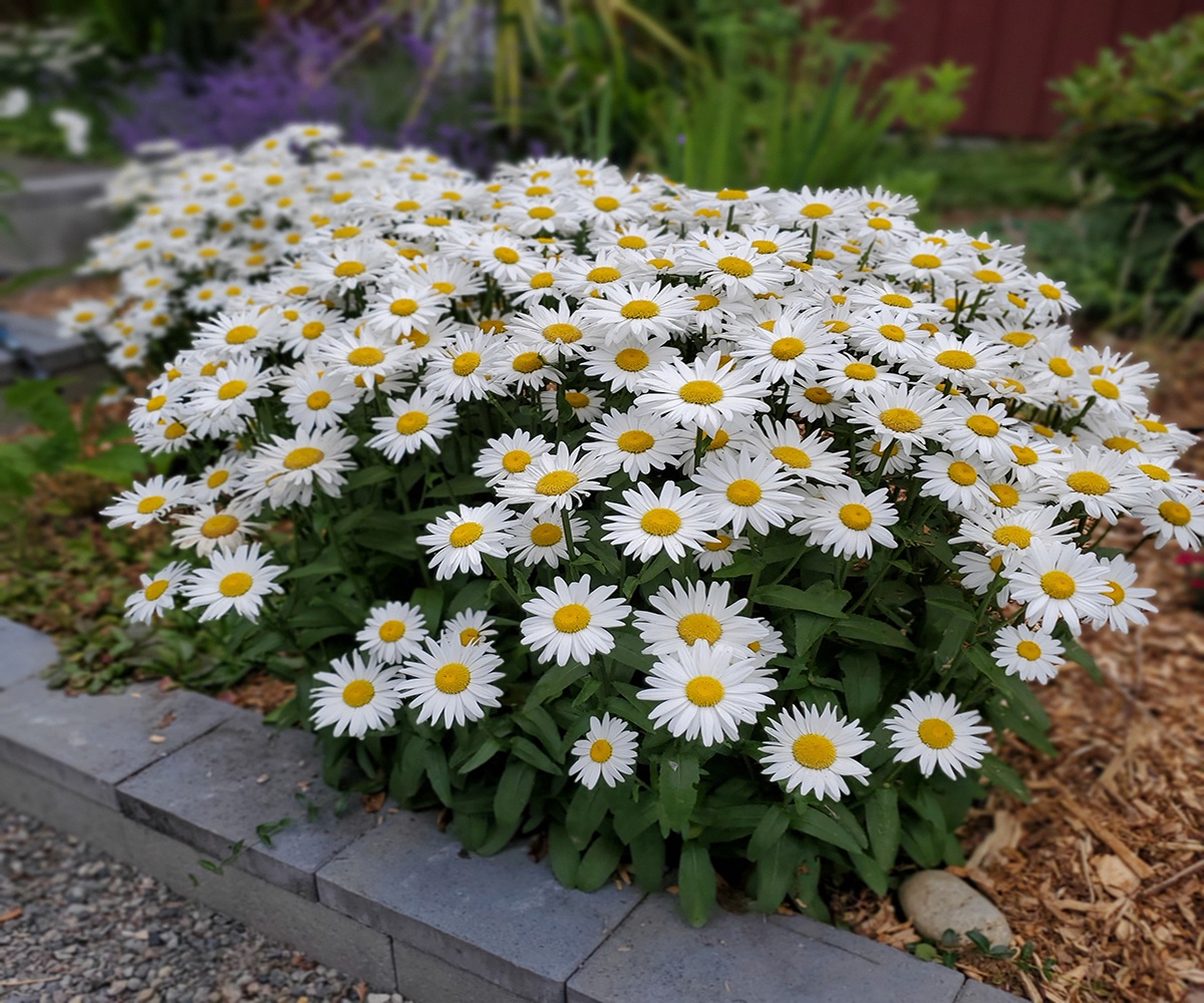 20 Shasta Daisy Companion Plants   DIY Garden Minute Ep.20 ...