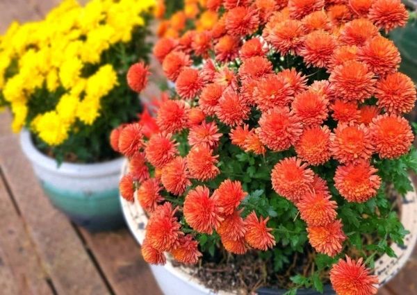 How to Grow and Care for Mums in Pots or a Garden